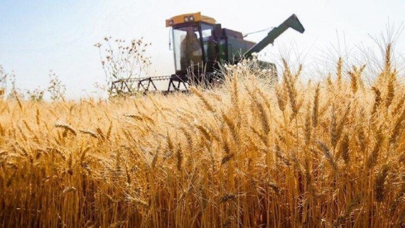 رونق تولید در بخش کشاورزی می‌تواند بر سایر بخش‌های اقتصادی تاثیرگذار باشد / رشد بیش از ۸۰ درصدی خرید گندم در لرستان