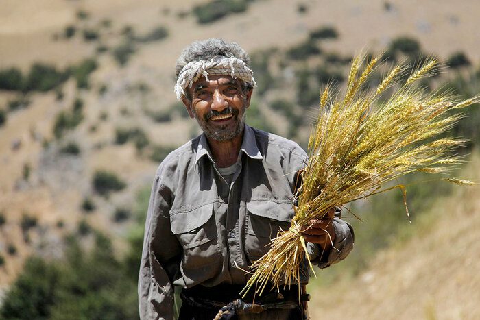 جهش تولید در دیمزارهای ایلام؛ امید کشاورزان به معیشت بهتر